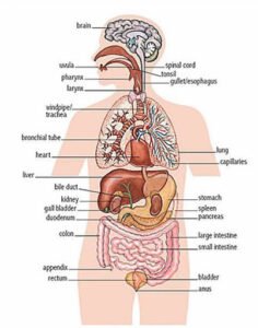 Diagram of Internal Organs Pertaining to Placement For Inner Smile 