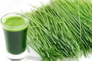 wheat-barley-grass