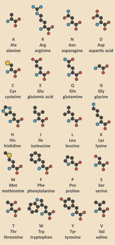 Image of the twenty amino acids and their chemical structure. Part 1 of 3. Blog named "Protein 101 - All About Protein For Optimal Healing and Health" by tonika health (https://tonikahealth.com.au)