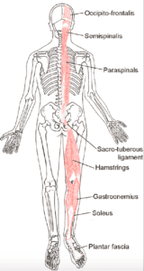 Image that describes the sinew channel of the Urinary Bladder acupuncture channel and the muscular connection to the acupuncture channels. Blog named "Protein 101 - All About Protein For Optimal Healing and Health" by tonika health 