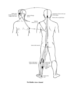 Image that shows the Bladder sinew acupuncture channel. Blog named "Protein 101 - All About Protein For Optimal Healing and Health" by tonika health 